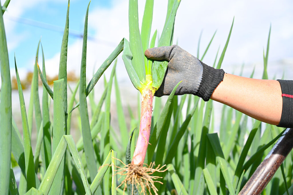 規格にとらわれない自然体の野菜づくり