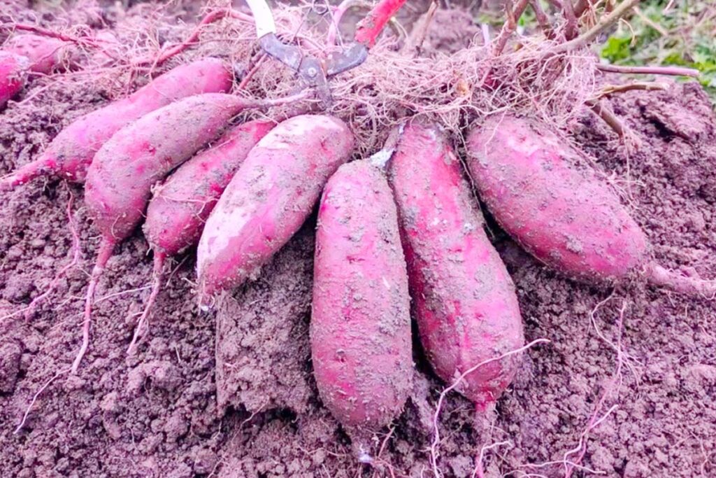 焼き芋掘り体験　